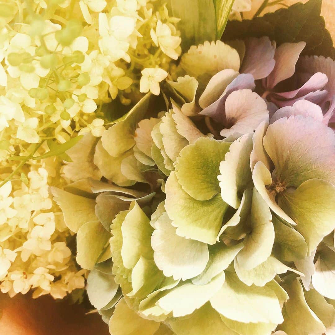 上田祥子さんのインスタグラム写真 - (上田祥子Instagram)「母が生きていたら明日は74回目の誕生日。大好きだった紫陽花を手向けに。 #紫陽花 #hydrangea #もう7年」6月21日 13時39分 - uedasachikoinsta