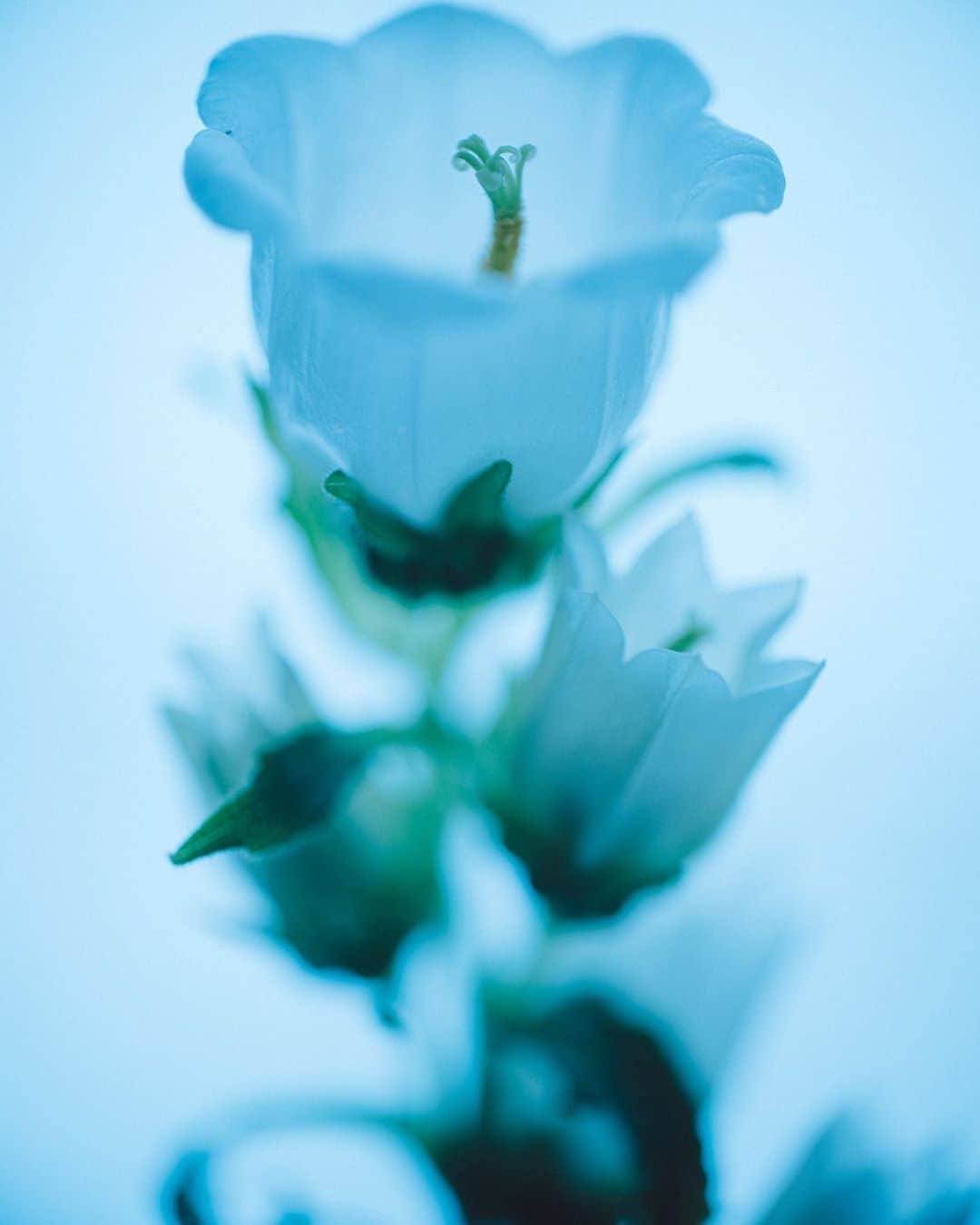 林響太朗のインスタグラム：「#flower #white #photography #fujifilm #gfx50r #morning」