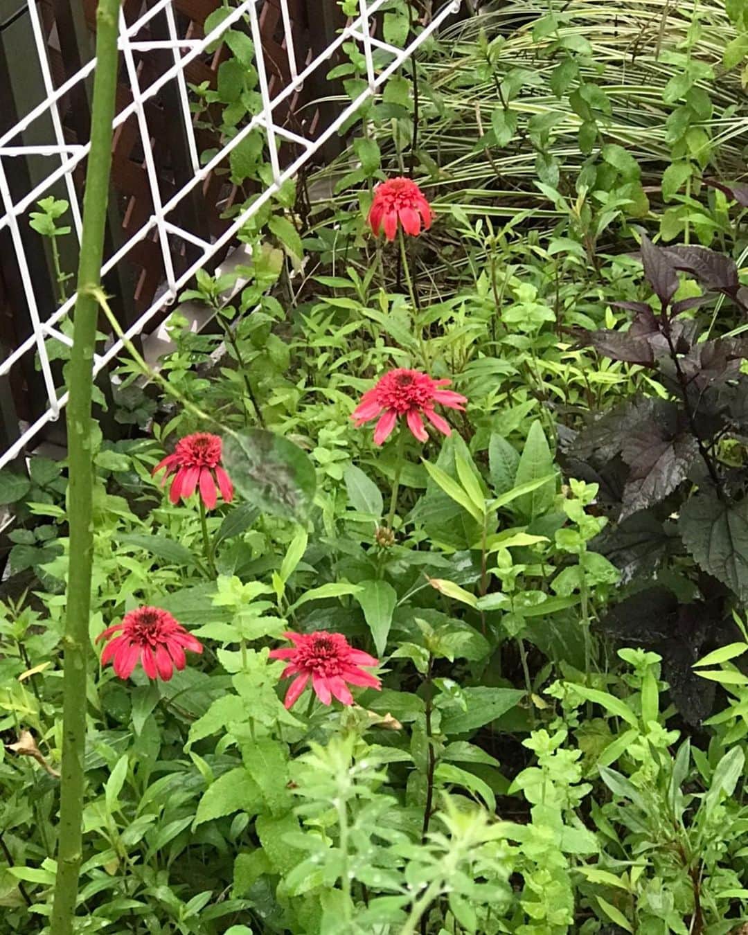 キャシー中島さんのインスタグラム写真 - (キャシー中島Instagram)「* ﻿ 朝すごく強い雨が降ったのに、昼前にはすっかり上がりました。﻿ おひさまは出ていないけど過ごしやすい一日になりそうです。﻿ ﻿ 今日は庭師の橋本さんが来て屋上や家の周りをきれいにしてくれる日です。﻿ スッキリ夏仕様になりました。﻿ ﻿ ハルコは気になって屋上の剪定をずーっと見ていました。﻿ ピカケの花を摘んで香りを楽しみ、髪に飾り楽しんでいます。﻿ そしてやっぱり水やり！﻿ 鉢植えに水をたっぷりあげました。﻿ ハルちゃんありがとう❣️﻿ ﻿ #キャシー中島#kathynakajima﻿ #キャシーマム#kathymom﻿ #庭#屋上#孫」6月21日 13時49分 - official_kathynakajima