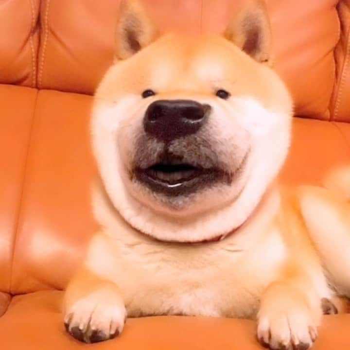 ヤンチャな豆柴『豆千代くん』の日常です?のインスタグラム