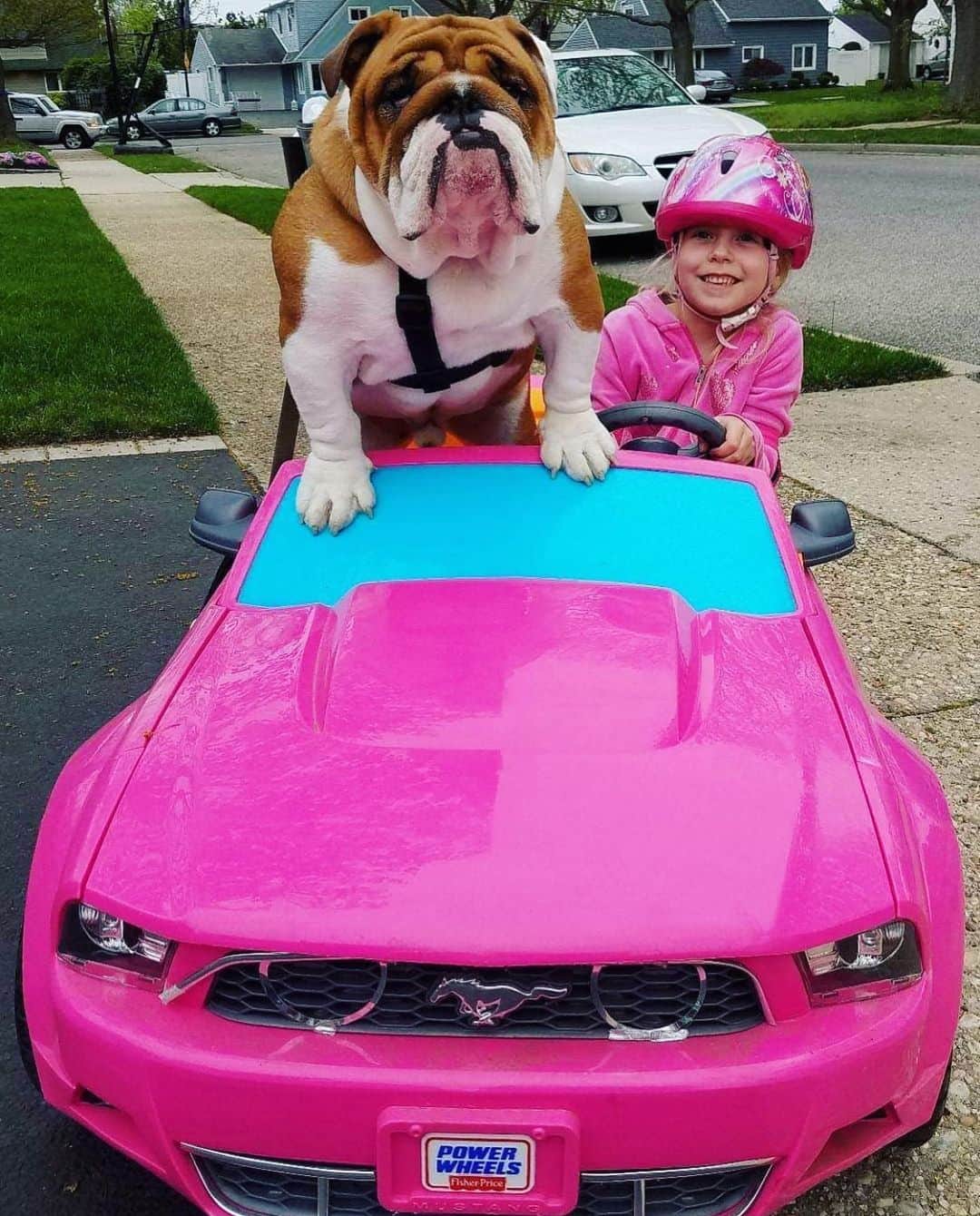 Bodhi & Butters & Bubbahのインスタグラム：「Happy Father’s Day to all the dads out there!!! You guys rock 💗 . . . . . #bulldog #cruising #with #his #little #girl #they #riding #fathersday #2020 #dad #life #puppy #love #bffs #cute #smile #be #happy #dogsofinstagram #igers #bestoftheday 💗 @carminethebulldog」