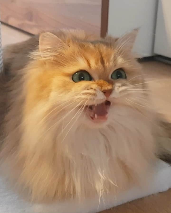 Smoothieのインスタグラム：「Error! Cat.exe stopped working. || The first part of this video went viral a while ago, with all kind of funny sounds added. Now I’ve uploaded the full unedited video on our YouTube channel (🎥 link in bio!). In this full video you’ll see how Milkshake tries to calm Smoothie down. 🥰 Maintenance cat to the rescue! System got rebooted.」