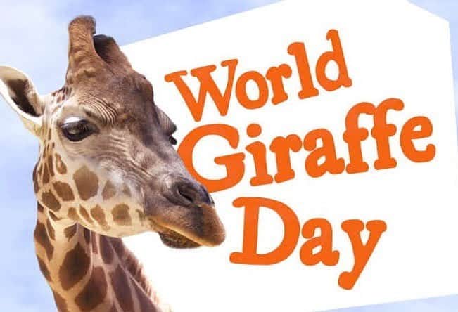 マルセロ・メロさんのインスタグラム写真 - (マルセロ・メロInstagram)「Hoje é o dia mundial da Girafiiiita !! :) !! Quem não gosta de uma Girafa, fala a verdade 😂😂!!」6月22日 0時25分 - marcelomelo83