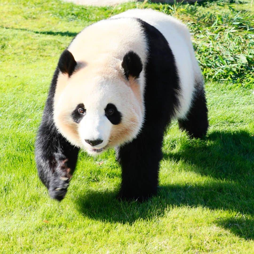 パンダ（白浜）さんのインスタグラム写真 - (パンダ（白浜）Instagram)「night pandas! #桜浜 #桃浜 🌸　🍑 🐼😊🐼 #ADVENTUREWORLDPANDAS #baby #HELLOLITTLE #pandamental #hellopanda #ハローリトル #ハローパンダ #パンダグラビア #パンダ　and #panda #pandababy 🐼🐼🐼」6月21日 16時13分 - hellopanda_book