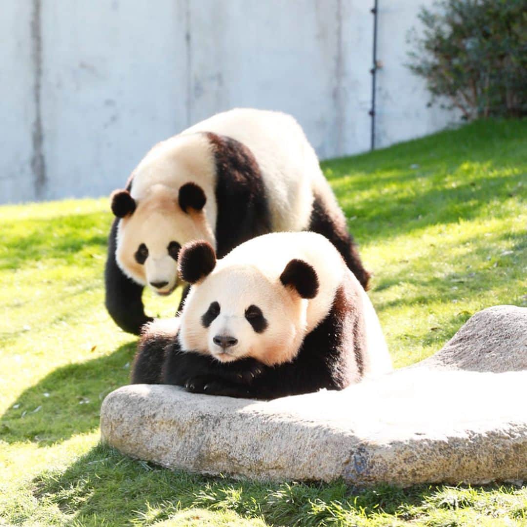 パンダ（白浜）さんのインスタグラム写真 - (パンダ（白浜）Instagram)「night pandas! #桜浜 #桃浜 🌸　🍑 🐼😊🐼 #ADVENTUREWORLDPANDAS #baby #HELLOLITTLE #pandamental #hellopanda #ハローリトル #ハローパンダ #パンダグラビア #パンダ　and #panda #pandababy 🐼🐼🐼」6月21日 16時13分 - hellopanda_book