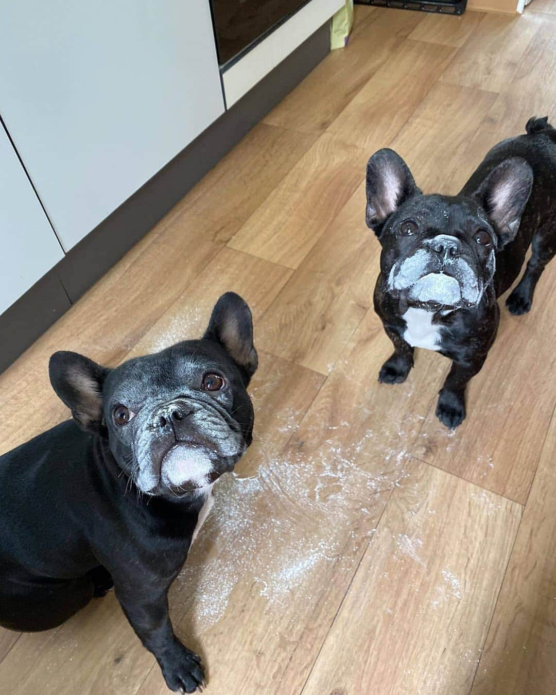 French Bulldogさんのインスタグラム写真 - (French BulldogInstagram)「Mom and Dad were so upset. Can you understand why? 🤔 if they let the flour and us alone 🤷🏽‍♀️ their problem 😁 we‘re going and take a bath now 😒 it was so hard to get dirty 😩 @nala_emily_thefrenchies . . . . . #pawsorwhiskers #funnyfrenchie #funnyfrenchies #frenchielife❤ #frenchiebull #frenchiebulldogs #frenchiebulldoglife #🐶❤ #bullylovers #funnybully #bullypuppy #ilovemybullys #ilovemybully #bulliesworldwide #bulldog_ig_community #französischebulldoggen #französischebulldoggenwelpe #französische #französischebulldoggenliebe #bullywelpe #welpenliebe #welpenliebe」6月21日 16時24分 - frenchie.world