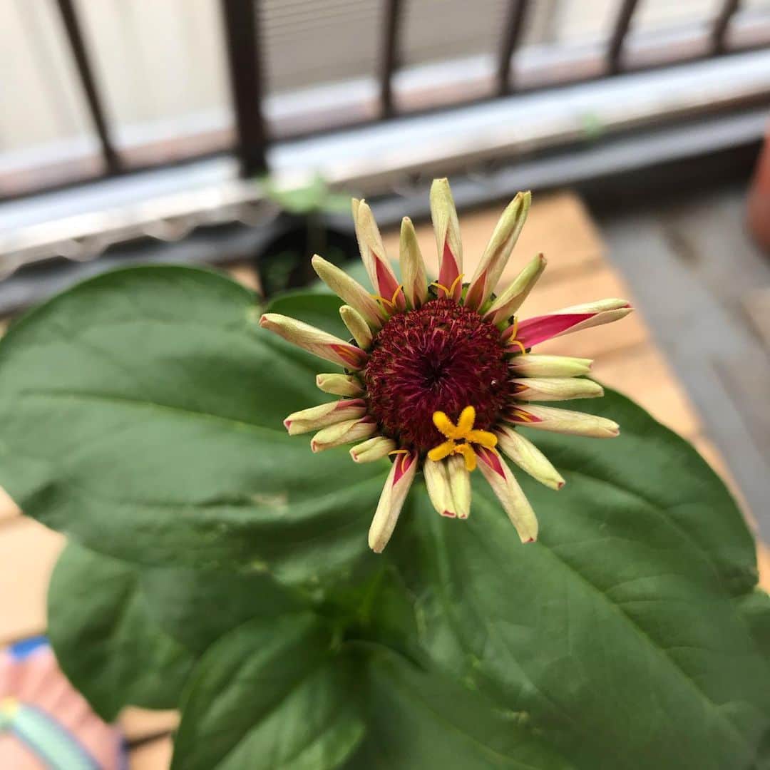 小谷あゆみのインスタグラム：「花の中の花 フラワーインフラワー こんなふうに咲くんだーー\(//∇//)\ かわいすぎるー 4/6に種まきしました まだ75日 あと25日で満開なるかー こんなん考えたのダリア⁉︎ この花の名はーー⁉️ #フラワーインフラワー」
