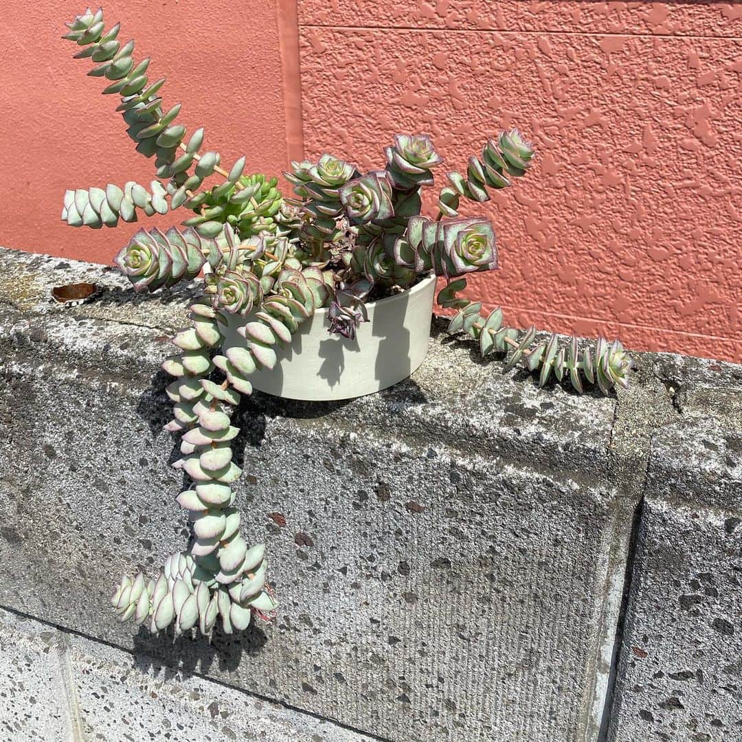 魔女菅原のグルメインスタ