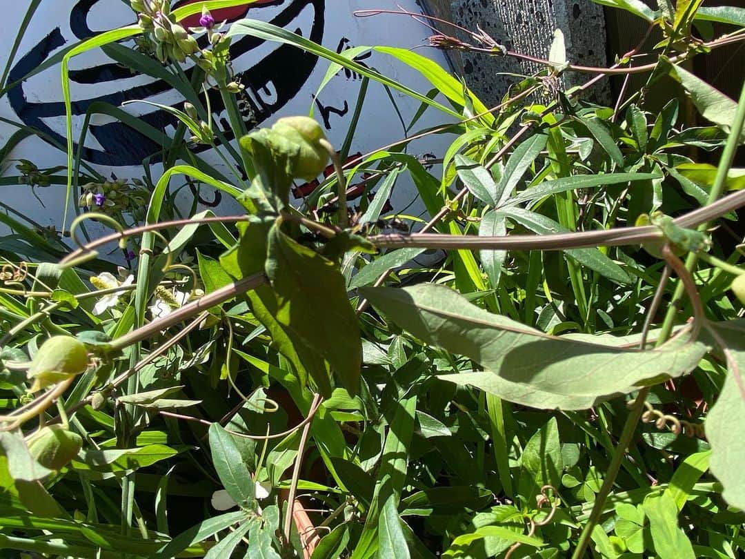 魔女菅原のグルメインスタ