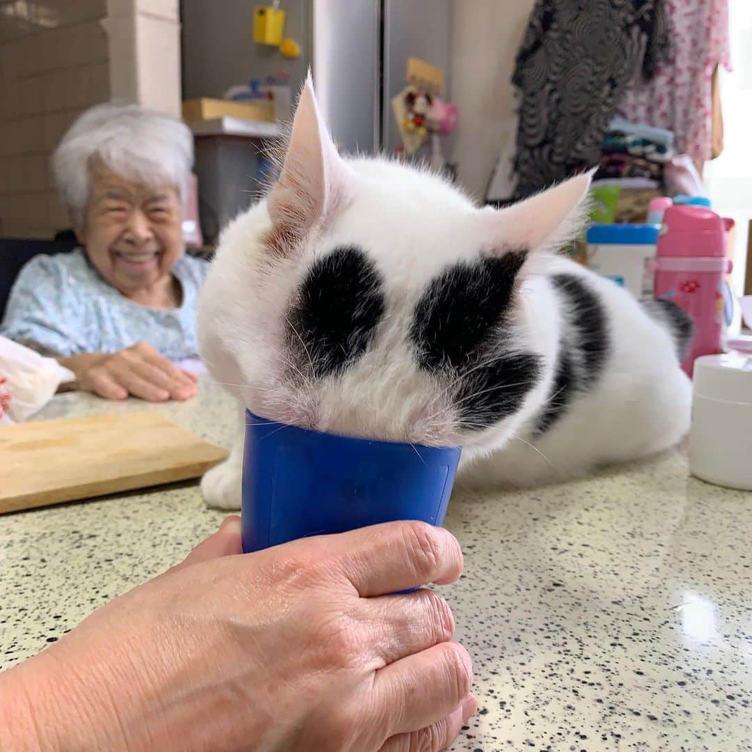 Kachimo Yoshimatsuさんのインスタグラム写真 - (Kachimo YoshimatsuInstagram)「ナナクロ、コップの牛乳をなんとか飲もうと悪戦苦闘。 舌を思いっきり伸ばすだけ伸ばして飲んでる。  #うちの猫ら #nanakuro #バーバ #バーバと猫 #猫 #ねこ #cat #ネコ #catstagram #ネコ部 http://kachimo.exblog.jp」6月21日 17時05分 - kachimo