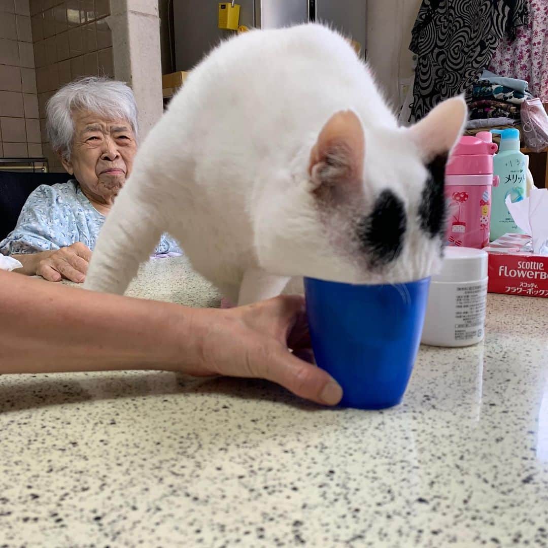 Kachimo Yoshimatsuさんのインスタグラム写真 - (Kachimo YoshimatsuInstagram)「ナナクロ、コップの牛乳をなんとか飲もうと悪戦苦闘。 舌を思いっきり伸ばすだけ伸ばして飲んでる。  #うちの猫ら #nanakuro #バーバ #バーバと猫 #猫 #ねこ #cat #ネコ #catstagram #ネコ部 http://kachimo.exblog.jp」6月21日 17時05分 - kachimo