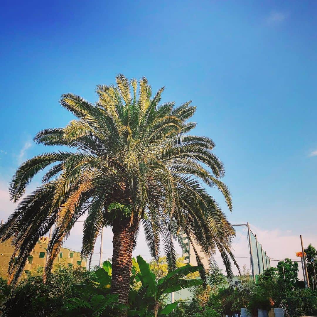 美沙玲奈のインスタグラム：「🌴🌴🌴」
