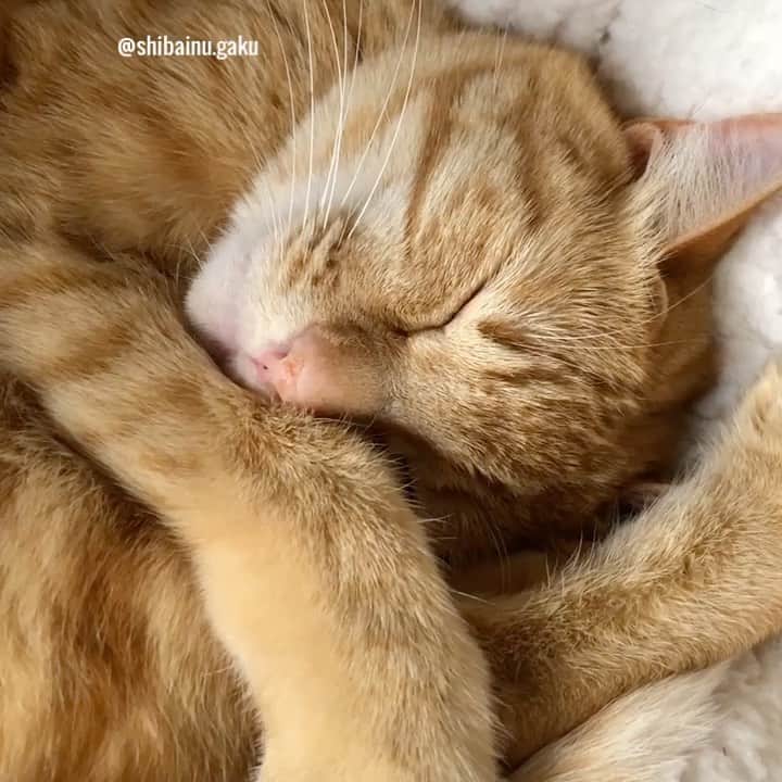 のインスタグラム：「ニャンコのお昼寝➰🐈🐈💤 *  ニャンモナイト? それとも、アンモニャイト⁇ どっちが正しいのでしょうか？🤔 *  それにしても、先代猫のタラヲのアンモニャイトはそれはそれは、まん丸でお見事でした💯💮👏 *  寅次朗とリンリンはまだまだ修行が足りないなぁ〰️😹 🐾----*----*----*----🐾 I'm not tired of watching cats take a nap🐈🐈💤 Ammonite?🐚 Nyanmonite?🐚 Which is the correct answer?🤔 🐾----*----*----*----🐾 #猫 #ねこ #ニャンコ #cat #リンリン #キジトラ #browntabby #ジャパニーズボブテイル #寅次朗 #茶トラ #まるどら #gingercat  #にゃんすたぐらむ #catoftheday #catstagram #pecoねこ部 #pecotv #ふわもこ部  #ニャンフルエンサー  #Hermoso #weeklyfluff #🐕📷 #仲良し姉弟 #ニャンモナイト #アンモニャイト #猫の昼寝 #肉球の黒い猫は狩りが上手 #20200621」