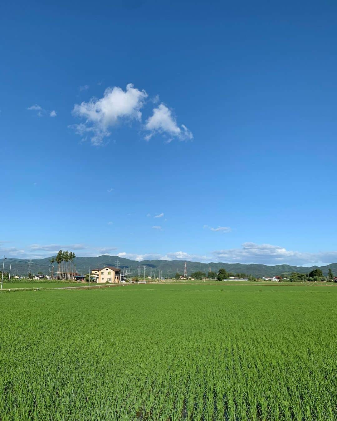 住吉美紀さんのインスタグラム写真 - (住吉美紀Instagram)「法事で久しぶりの岩手、夫の実家へ。 緑濃ゆい、瑞々しい季節。 稲もだいぶ成長している。 空の青と植物の緑は元気の源だ。 そして、家族ってやっぱりいいね…。 爽やかな風が、優しく肌を祓う週末。」6月21日 17時36分 - miki_sumiyoshi