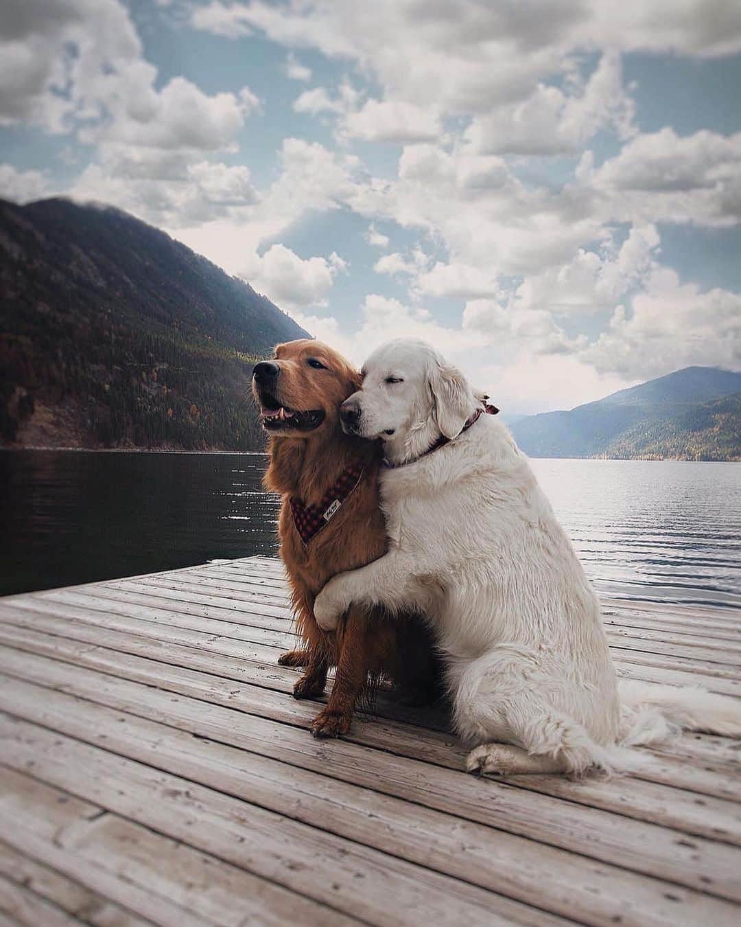 epidemic_motorsさんのインスタグラム写真 - (epidemic_motorsInstagram)「When you love him so much so you hug and squeeze... A Natural hugger ! Let Love Rule ... 🐶🐾❤️ #goodweekend via @gentlemanmodern  #goldenretriever  #Funny #love #Cool #hugs #hug #Huggers #squeeze #mood #currentmood #Dog #dogsofinsta #dogs #dogs_of_instagram #dogsofig #dogsofinstagram #goldenretrieversofinstagram #goldenretrieverworld #instagood #instacool #Igers #ig_photooftheday #ig_mood #picoftheday #igmasters #instagood #instacool #Vsco #Vscocam」6月21日 17時46分 - epidemic_motors