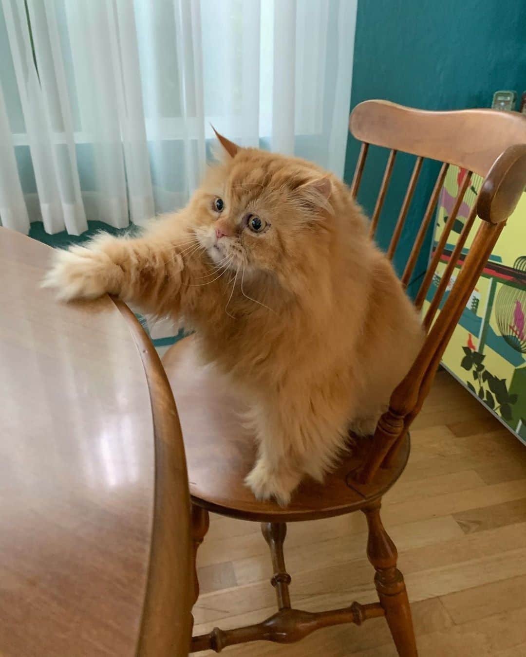 Aww Clubさんのインスタグラム写真 - (Aww ClubInstagram)「Excuse me, where is my breakfast? #captionthis⠀ ⠀ 📷@therealpercythepersian⠀ ⠀ #meowed #therealpercythepersian #captionthis⠀ #fluffypaws #feedme #breakfast #demanding #percythepersian #persiancat #adoptdontshop」6月21日 18時00分 - meowed
