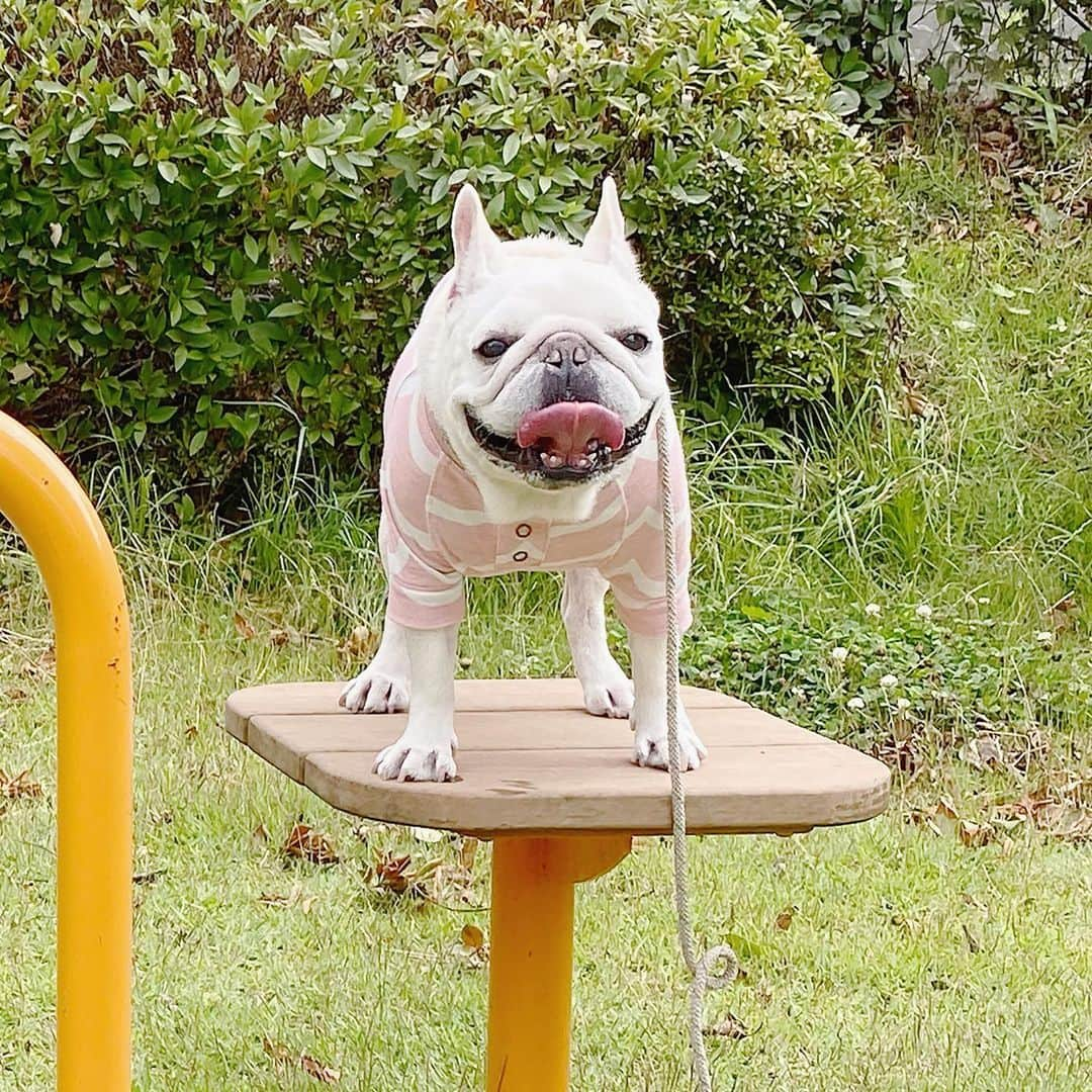 Ham-chanさんのインスタグラム写真 - (Ham-chanInstagram)「#frenchie #frenchbulldog #hamchan #hamanduta #utakun #フレブル #フレンチブルドッグ #はむちゃん #はむはむ #うたくん #はむうた  久しぶりの親子✨🐶🐶✨」6月21日 18時29分 - hide_ham_tank