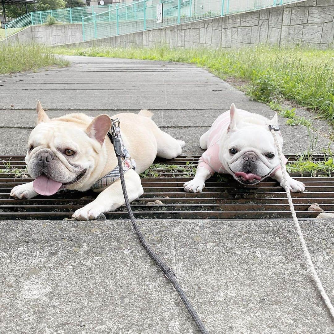 Ham-chanさんのインスタグラム写真 - (Ham-chanInstagram)「#frenchie #frenchbulldog #hamchan #hamanduta #utakun #フレブル #フレンチブルドッグ #はむちゃん #はむはむ #うたくん #はむうた  ひんやりポイント見つけた✨🐶🐶✨」6月21日 18時55分 - hide_ham_tank