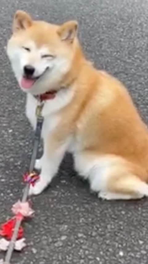 のインスタグラム：「ころんの朝散歩のルーティン🐕 道路の白線上を走る💨走る💨 いつもの公園で草を探して(💩) 要が済んだら座って休憩〜 そして笑う😄  #神奈月 #dog #いぬ #犬 #散歩 #モーニングルーティン  #柴犬部 #犬バカ部 #いぬすたぐらむ #dogstagram」