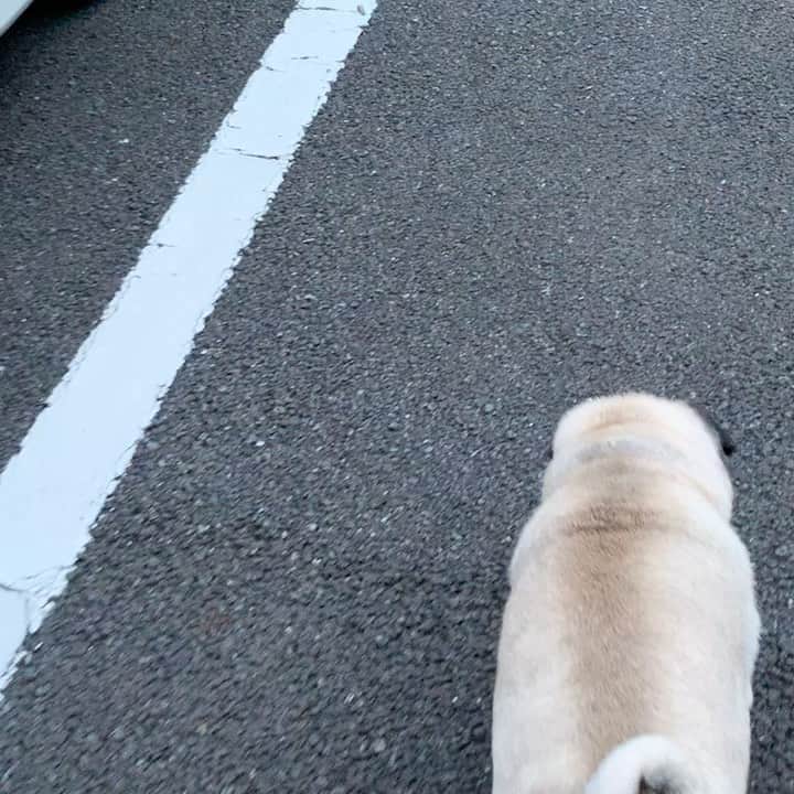 のインスタグラム：「I got on a short skateboard 🛹.😅#keelyafternoontea #Gonta2#speakpug ##smilingpugs ##pugjapan #pug #love #pugsofinstagram #zerozeropug #skateboardpug #pugshit #worldofpug」