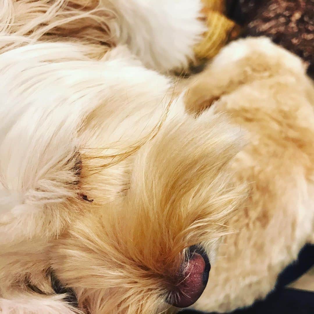 北山陽一のインスタグラム：「今日はふたりとも注射頑張りました。#きたやまおもち #きたやまおかき」