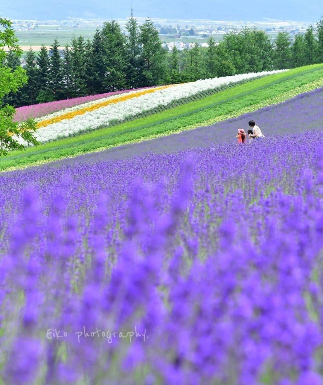 花の写真館のインスタグラム：「Photo by @acerspp_.⠀ https://www.instagram.com/acerspp_/⠀ .⠀ Original Post[投稿いただいたURL]⠀ https://www.instagram.com/p/Bzz1P1iA1nu/⠀ .⠀ 本アカウントは、 #私の花の写真 をつけてInstagramに投稿された皆さまの花の写真や、「花の写真館」Facebookページで投稿された花の写真を紹介します。⠀ 「花の写真館」Facebookページは、「 @floral.photograph 」のプロフィールにあるURLからご覧ください。⠀ .⠀ ※各自、政府、自治体など公的機関の指示に従った行動をお願いします。⠀⠀ 東京カメラ部および分室では、写真を「見る楽しみ」を提供することを通して、微力ながら皆様にわずかな時間でも癒しをお届けしたいと思っております。⠀ ※本アカウントは東京カメラ部がFacebook、Instagramのサービスを利用して運営しているもので、Facebook社・Instagramとは一切関係ありません。⠀ .⠀ #花の写真館 #floralphotograph #floralphoto #flower #flowers⠀ Follow: @floral.photograph」