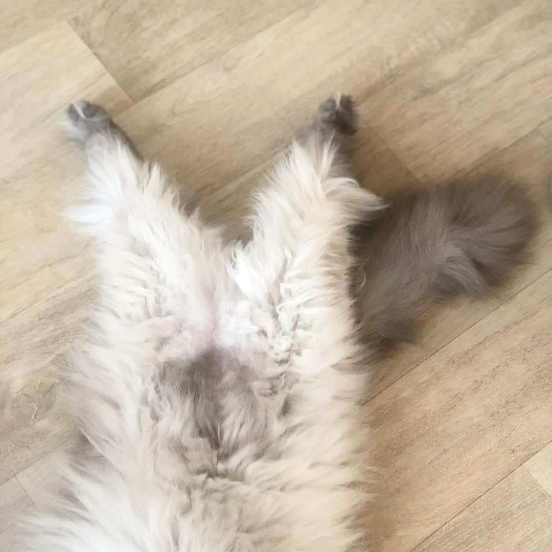 ギモさんのインスタグラム写真 - (ギモInstagram)「한복바지 매니아🐾 다음주쯤 쨔매도 털옷 벗을 예정이예요! 개인적으로 쨔매 오물신털 참 좋아하는데 ㅠㅠ 진짜 고심 끝에 날씨도 완전 덥고 헤어볼도 많이 토해서 오리기로 했네요. 지난번 목욕 시켰을 때 토실하니 귀여웠던 단모쨔매 떠올리며 희망을 가져봅니다. 지금 마지막 고민은 누더기발털을 살릴까요, 아님 처음으로 깔끔하게자를까요? 쨔매야 올 여름 시원하게 보내자!! #cat #chamoe #누더기발 #어쫄까나」6月21日 19時25分 - 1room1cat