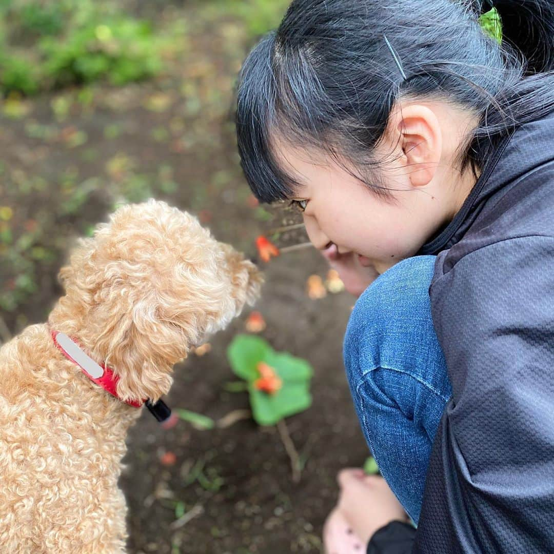 横溝菜帆さんのインスタグラム写真 - (横溝菜帆Instagram)「タコさんウインナー発見⁉︎ …と思ったらザクロの花の額でした。 本当に食べられそうで可愛いです♡ ・ ・ #タコさんウインナー #ザクロの花の額 #横溝菜帆」6月21日 19時44分 - y_naho_te