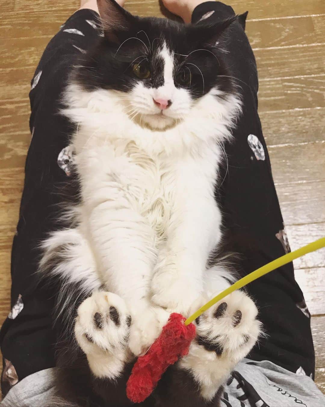 もじゃころのインスタグラム：「こんばんは！ バンドゥー教の皆様は本日こちらの写真をお納めください🙏  ばんどぅの体重をよく聞かれるので今日測ってみたら、なんとまだ4kgジャストしかありませんでした…🥺🥺🥺体感的には熊ですが体重はまだまだ猫並でした…🥺🥺🥺信じられない…！！手足はだいぶデカイのでまだ大きくなると信じてます🥺🥺🥺目指せ176cmなので！  ちなみにチョッチュ具志コロペッペは3.4kg、鼻にんにく黒コロはばんどぅと同じ4kgジャストです！  #坂東玉隠しシャシャ丸  #あいちゃんの膝の上」