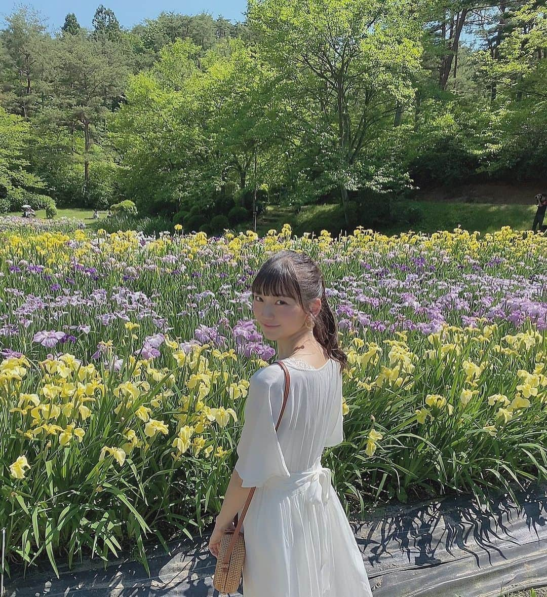 藤崎未夢さんのインスタグラム写真 - (藤崎未夢Instagram)「♡ 推しサイカラーのあやめ園💜💛 ･ ･ 今日は父と祖父と、新発田（しばた）市にある五十公野（いじみの）公園に行きました。 ･ 五十公野公園は、日本四大あやめ園のひとつとされていて、今がちょうど見頃です🌿 ･ 10年振りくらいに行くことができたので とてもキレイで感動しました😌 ･ ･ #NGT48 #NGT48研究生 #藤崎未夢 #新潟 #新発田 #五十公野公園 #あやめ園 #未夢ちゃんとデート」6月21日 19時50分 - miyu_miyu_ngt48