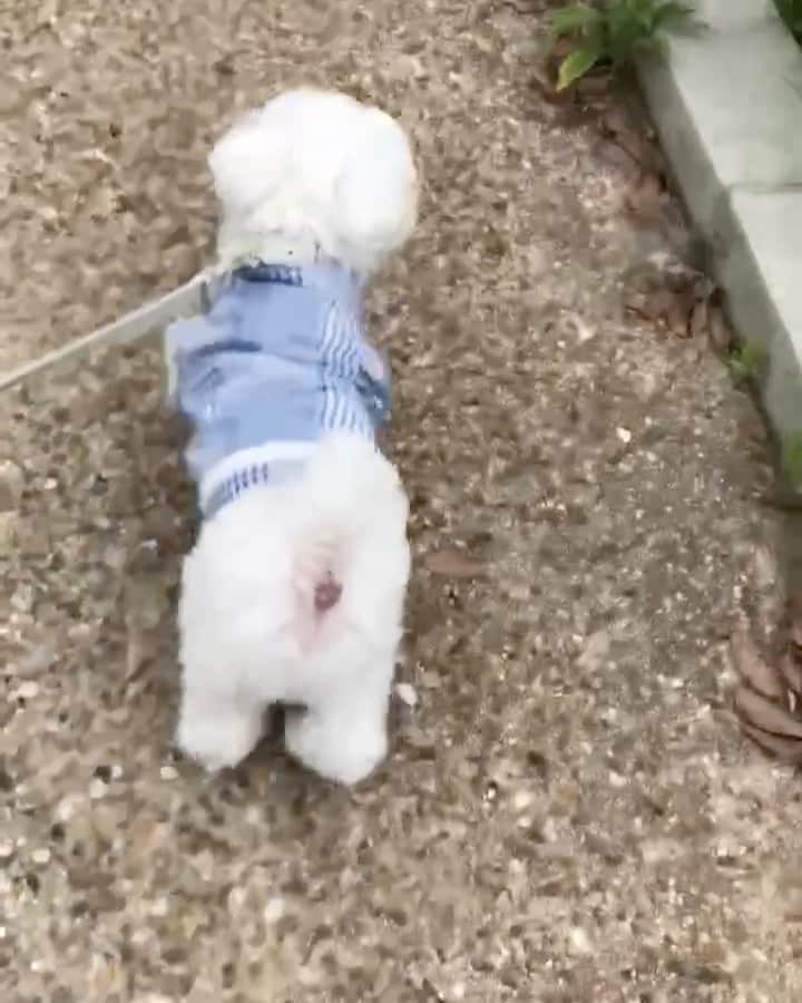 マルチーズ兄妹♡おかゆとおもちのグルメインスタ