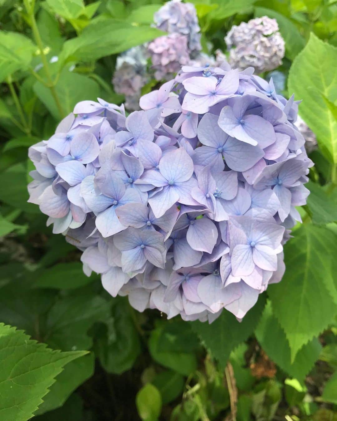 島津咲苗さんのインスタグラム写真 - (島津咲苗Instagram)「「父の日」ですね♪ 滋賀に帰れなかったので言葉だけですが、ありがとうと伝えました。  その後、母からLINEが😉 父と2人で紫陽花を見に行ったそうです。 ハートの形の紫陽花も♡  いつも仲良くて、ケンカしているところを見たことがない2人。 小さい頃はそれが当たり前でしたが、歳を重ねるにつれて両親の偉大さを感じます🌱  身体には気をつけてほしいです。 . . . #メーテレ #アナウンサー #島津咲苗 #梅雨 #夏至 #紫陽花 #あじさい #花のある暮らし #滋賀 #滋賀県 #守山 #芦刈園 #父の日」6月21日 20時07分 - sanae_shimazu