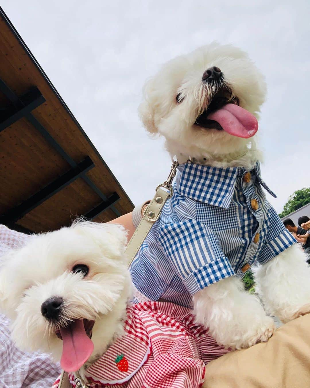 マルチーズ兄妹♡おかゆとおもちさんのインスタグラム写真 - (マルチーズ兄妹♡おかゆとおもちInstagram)「…🐶🥤🐶 . . スタバで おかゆ🐶と私パパ🙋🏻‍♂️📷💖 おかゆ🐶ともっち🐶とママ🙋🏻‍♀ 📷💖 . . #鴻池スタバ  #スタバ  #9gag #9gagcute #maltese #malteseofinstagram #happydog #dogsmile #doglove #doglover #dogstagram #instadog #lovedogs #ilovemydog #cutedog #dogoftheday #instapet #말티즈 #fluffypack . #okayusan #マルチーズ #犬バカ部  #わんこ  #エブリドッグ  #pecotv #pecodogs #鼻ぺちゃ #マルチーズ兄妹 . .」6月21日 20時11分 - okayusan20150421