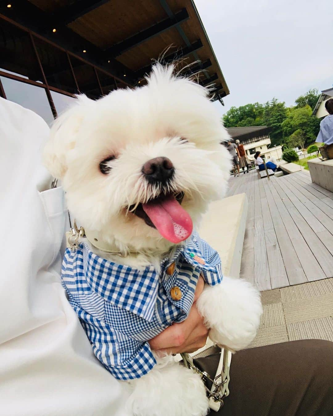 マルチーズ兄妹♡おかゆとおもちのインスタグラム：「…🐶🥤🐶 . . スタバで おかゆ🐶と私パパ🙋🏻‍♂️📷💖 おかゆ🐶ともっち🐶とママ🙋🏻‍♀ 📷💖 . . #鴻池スタバ  #スタバ  #9gag #9gagcute #maltese #malteseofinstagram #happydog #dogsmile #doglove #doglover #dogstagram #instadog #lovedogs #ilovemydog #cutedog #dogoftheday #instapet #말티즈 #fluffypack . #okayusan #マルチーズ #犬バカ部  #わんこ  #エブリドッグ  #pecotv #pecodogs #鼻ぺちゃ #マルチーズ兄妹 . .」