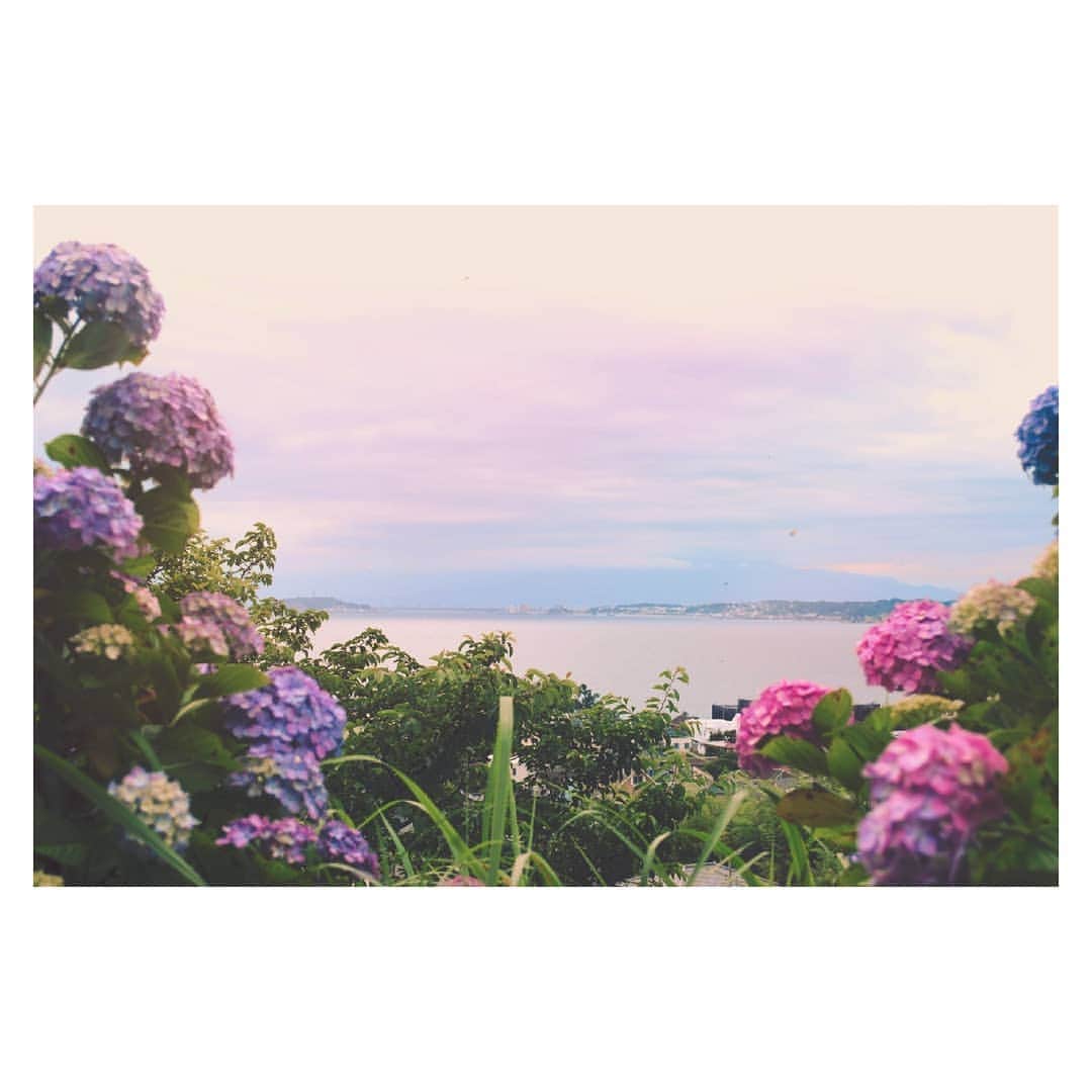丹羽咲絵さんのインスタグラム写真 - (丹羽咲絵Instagram)「葉山  桜も紫陽花もどんな花も ワンシーズンしか咲かないし、 それはほんの一瞬の事だけれども  儚いからこそ綺麗なのではなくて、 素敵なものはほんとうに 世の中に溢れ返っているし、  毎日咲いていたって、 一年中そばに咲いていたとしても、  それでも毎日きれいだねって 愛でられたら  それは“ほんとう”だと思う」6月21日 20時18分 - sae_niwa