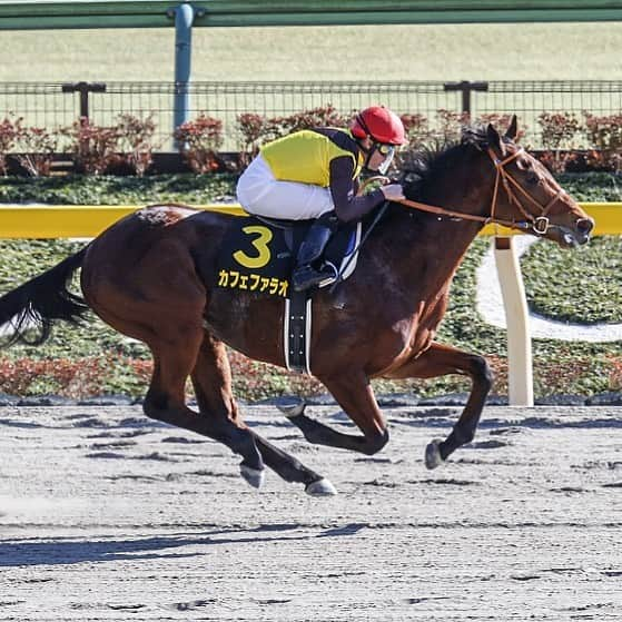 netkeibaさんのインスタグラム写真 - (netkeibaInstagram)「ㅤㅤㅤㅤㅤㅤㅤㅤㅤㅤㅤㅤㅤ ㅤㅤㅤㅤㅤㅤㅤㅤㅤㅤㅤㅤㅤ ユニコーンSはカフェファラオが圧勝！ ㅤㅤㅤㅤㅤㅤㅤㅤㅤㅤㅤㅤㅤ 5馬身差、レースレコード、、 無傷の3連勝で重賞初制覇となりました 😳 ㅤㅤㅤㅤㅤㅤㅤㅤㅤㅤㅤㅤㅤ 父アメリカンファラオにとっても 産駒のJRA重賞初勝利となった 父の日でした ㅤㅤㅤㅤㅤㅤㅤㅤㅤㅤㅤㅤㅤ (写真はヒヤシンスS、撮影：下野雄規) ㅤㅤㅤㅤㅤㅤㅤㅤㅤㅤㅤㅤㅤ #カフェファラオ #ユニコーンS ㅤㅤㅤㅤㅤㅤㅤㅤㅤㅤㅤㅤㅤ #instahorse #horsetagram #throughbred」6月21日 20時30分 - netkeiba