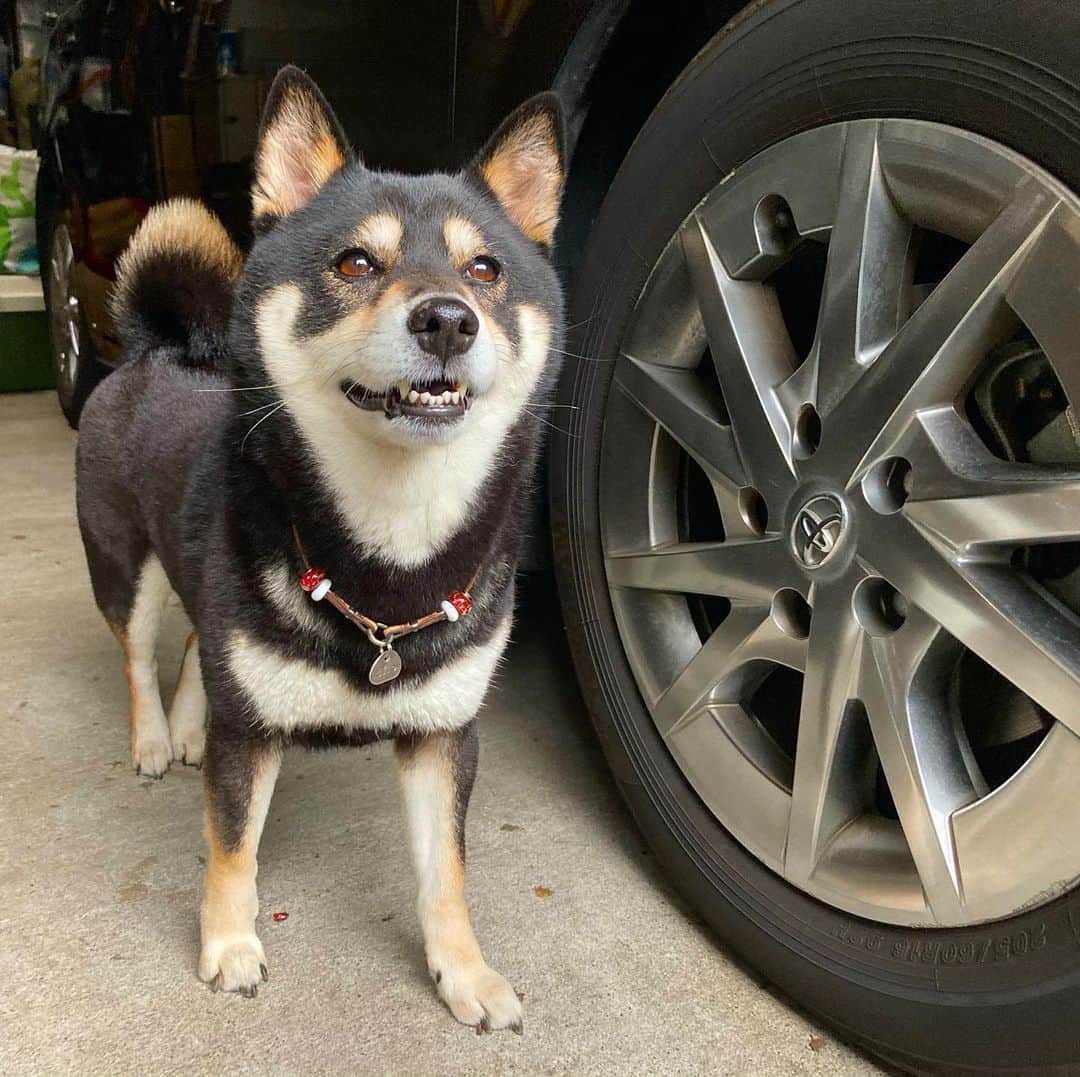 vo_coのインスタグラム：「🐾 義実家に行った時、和室の窓が開いてていつの間にか庭に出ていて、危うくまた脱走劇を演じてしまいそうだったこたつさん 直前に生垣から顔を出してるところを発見されて未遂に終わりました 8歳半、もう落ち着いてやんちゃはしないと思わせておいて、まだまだ油断できないね！ 今後はより一層気をつけます… * #shibastagram #instashiba #shiba #shibainu #黒柴 #柴犬」