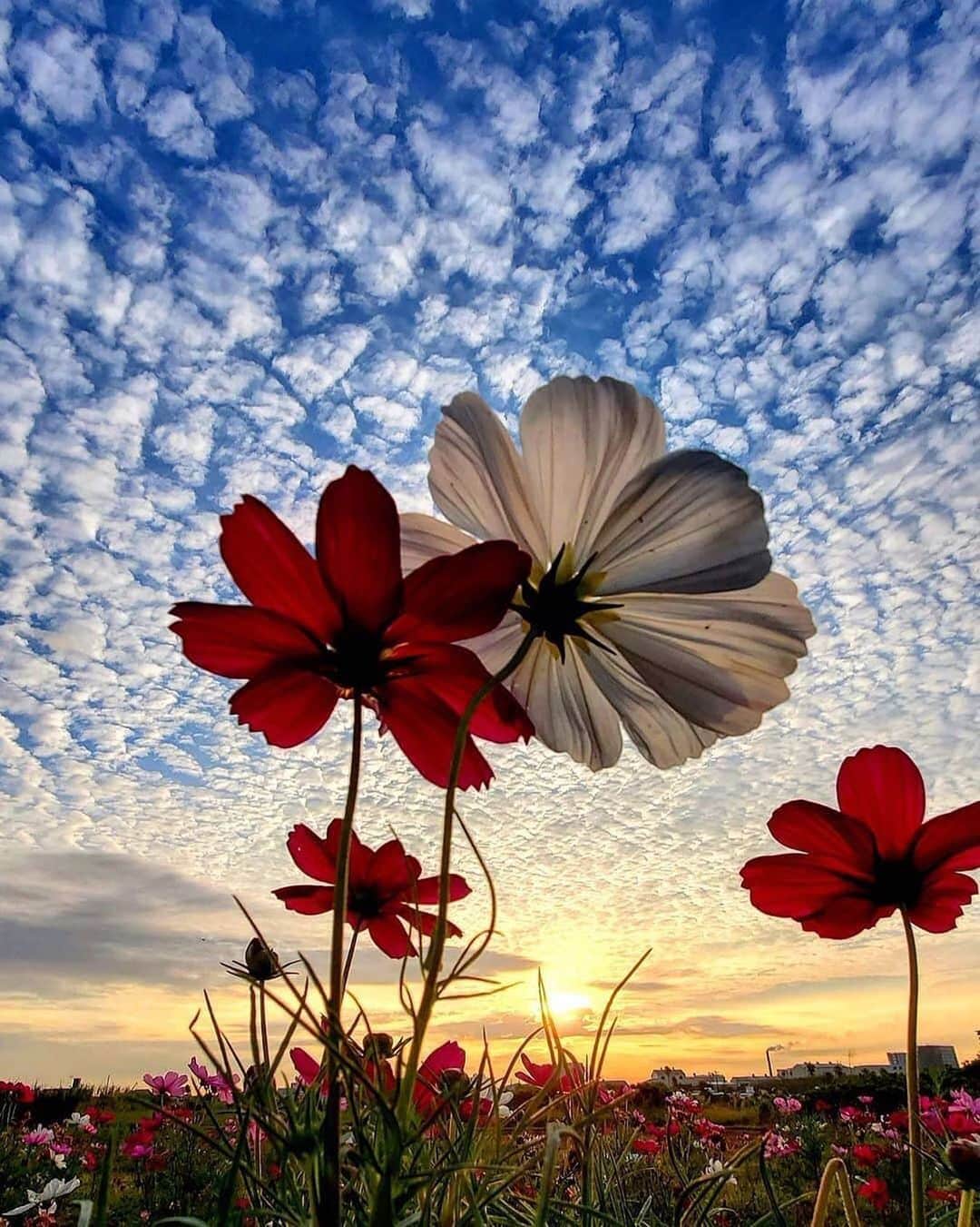 Canon Photographyさんのインスタグラム写真 - (Canon PhotographyInstagram)「Stunning flower photography from Japan.  Photography | @333japan Curated by @steffeneisenacher  #flowers #flowersofinstagram #japan #japanese #sunsetphotography」6月21日 20時23分 - cpcollectives
