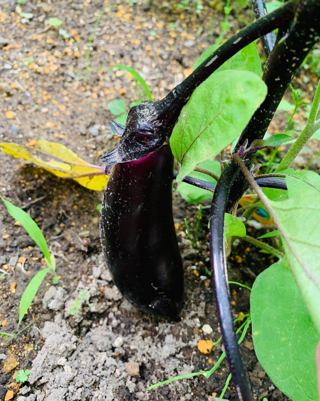 岡田マリアのインスタグラム：「長女が大切に育てている茄子🍆 いよいよ明日食べよう！ #家庭菜園2020」