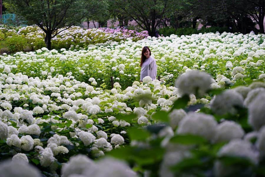 湯田友美さんのインスタグラム写真 - (湯田友美Instagram)「🤍 モリモリの紫陽花🤍 見ながらモリモリお散歩😊💠 ・ #紫陽花 #お散歩 #もりもり #もりもり公園 #ウォーキング #ウォーキングウェア #ってなんだ　笑 #ランニングウェア 🎽😘」6月21日 20時48分 - yudatomomi