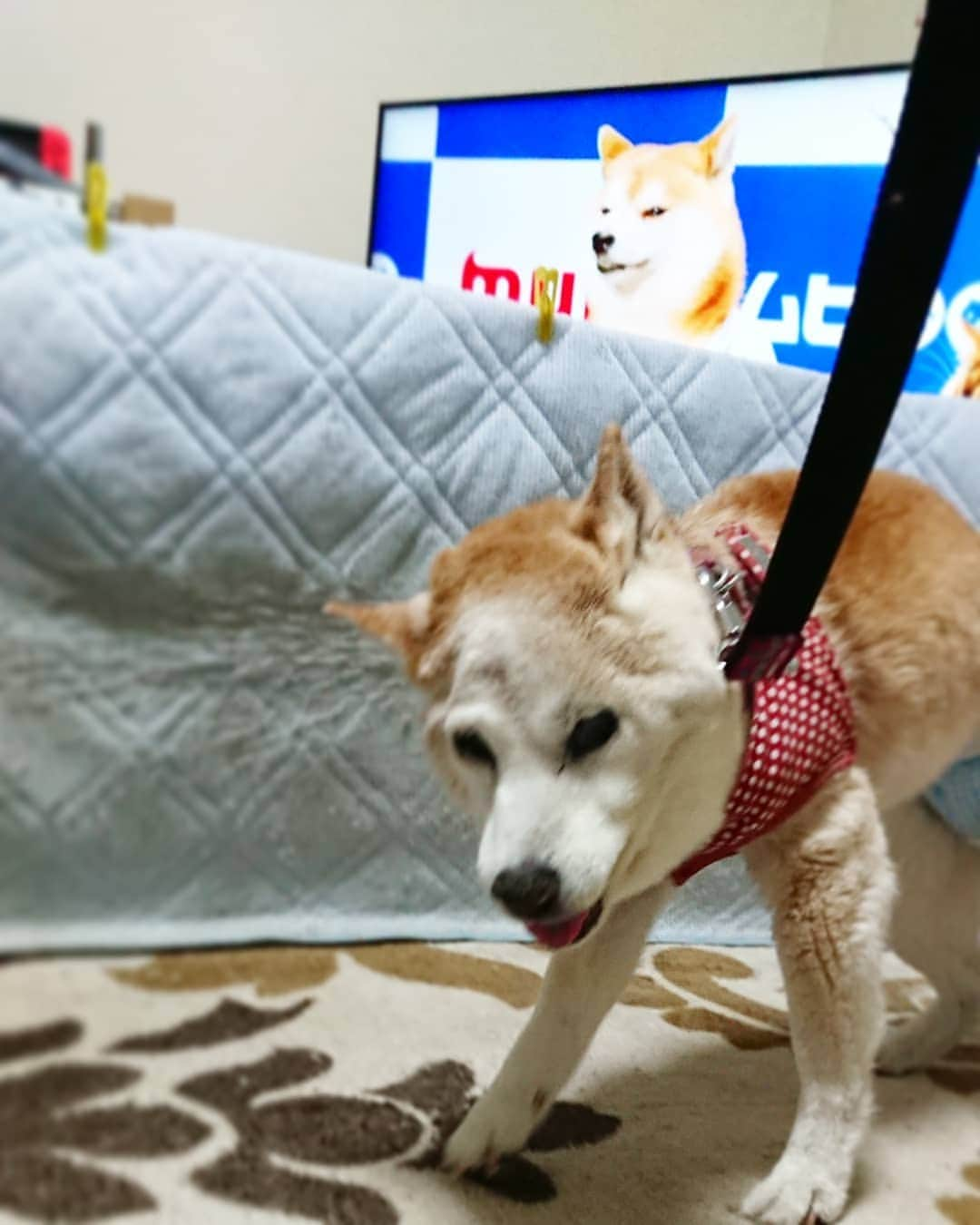 柴子のインスタグラム：「こんばんは。 柴子(仮名)、元気ですよ〜(о´∀`о) #柴犬　#shibainu #shibastagram  #dogstagram #秘密結社老犬倶楽部」