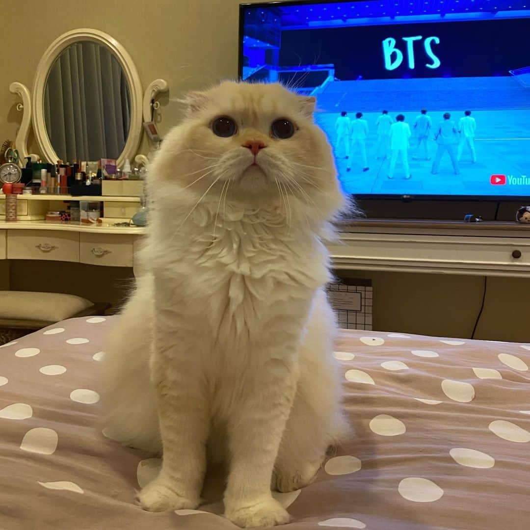 Haruのインスタグラム：「Dance with BTS 💜 #gentleharper #btsarmy」