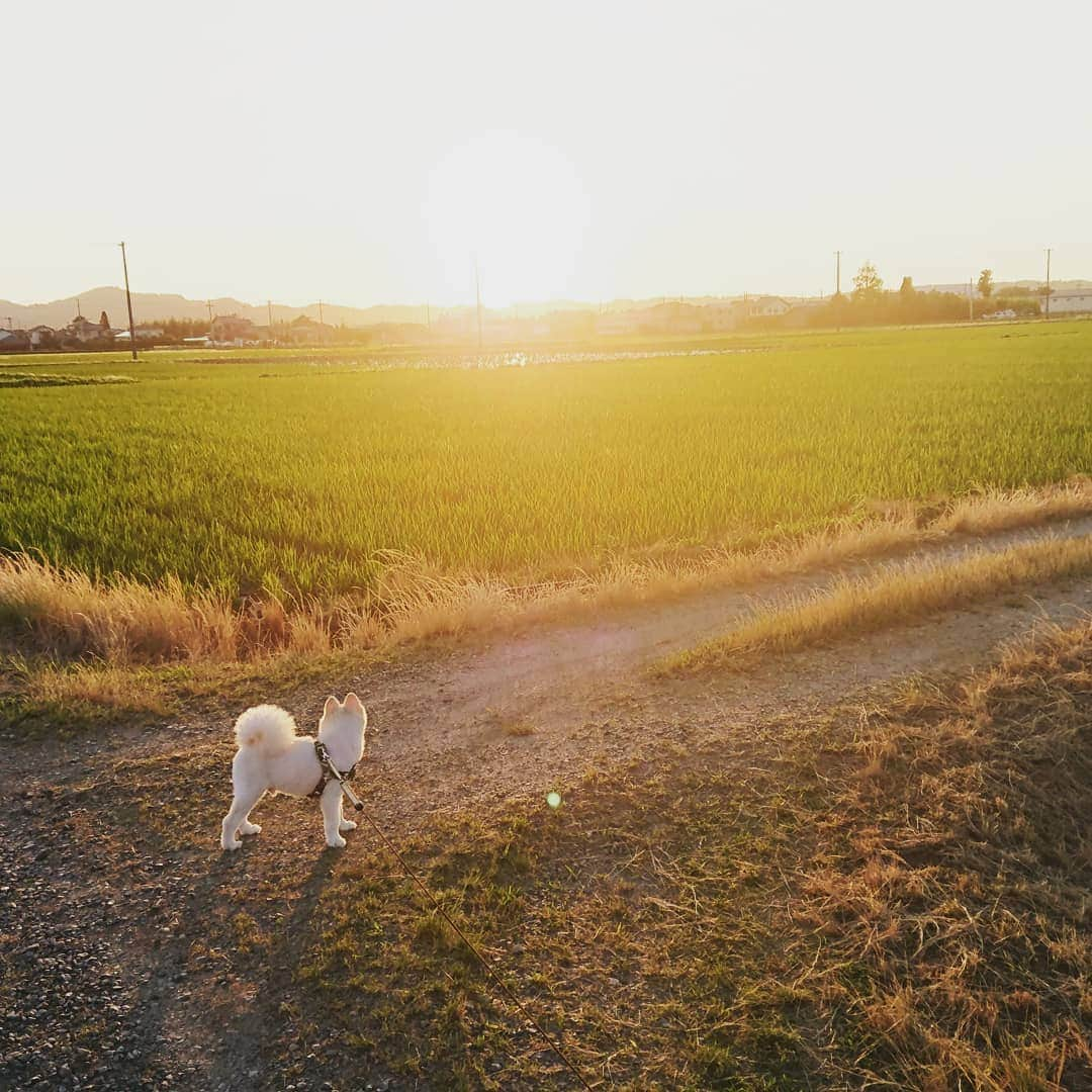 伊勢みずほさんのインスタグラム写真 - (伊勢みずほInstagram)「ふぅ散歩✨  夕陽が眩しくてあったかかったね😊  #ふぅ #ポメラニアン #ポメラニアン部 #ポメ #もふもふ #もふもふ部 #サマーカット #散歩 #犬の散歩 #ぽめ #夕焼け #夕陽 #夕日 #わんこ #わんわん #わんすたぐらむ #nodognolife #dogstagram #dog #dogsofinstagram #doglife #doglover #sunset #」6月21日 21時22分 - isemizuhoo