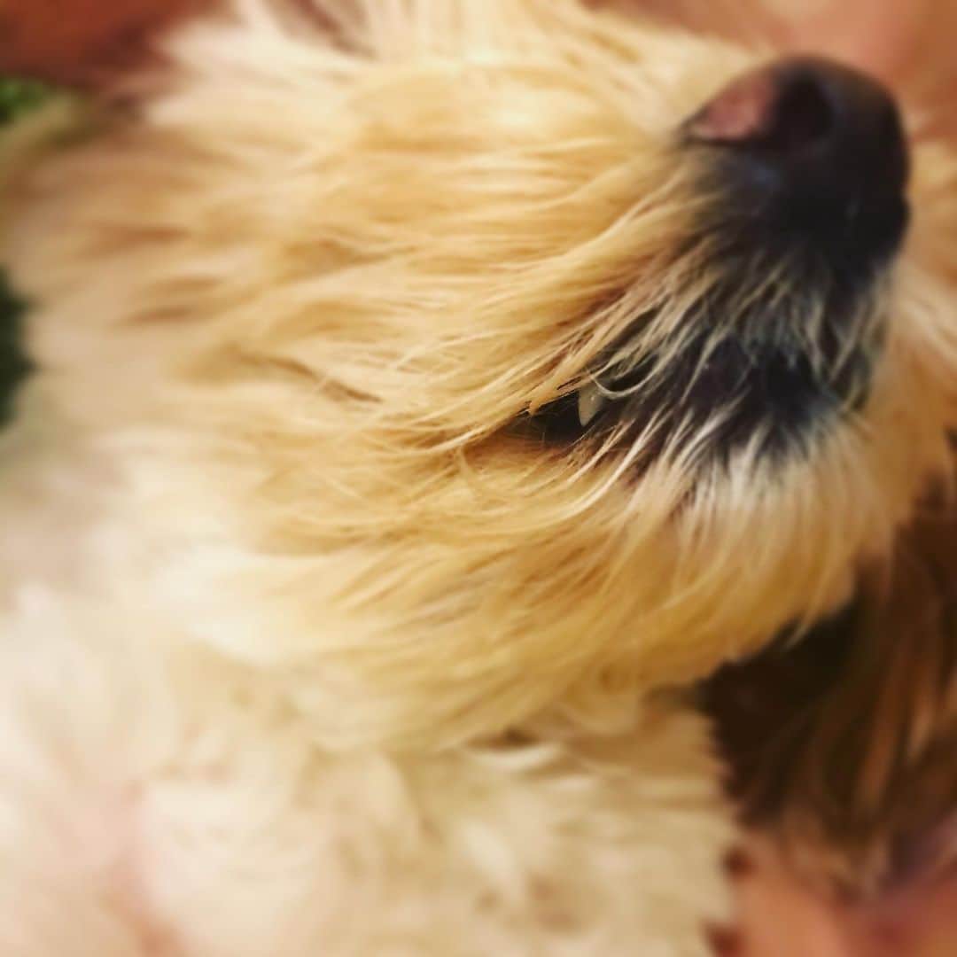 北山陽一のインスタグラム：「仰向けで寝ています。#きたやまおもち」