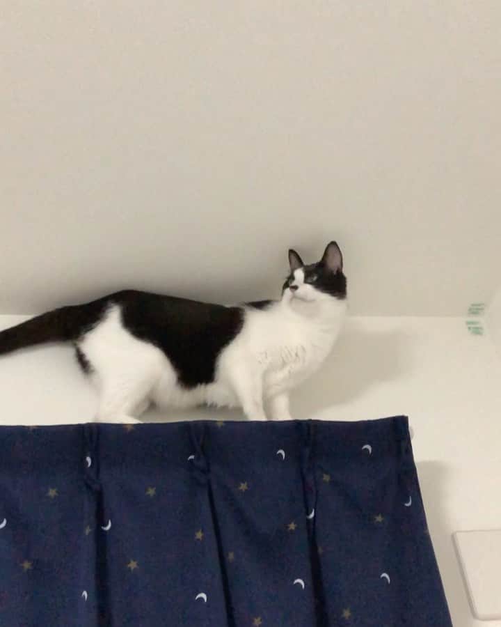 ぽんずのインスタグラム：「世にも珍しい猫の後ろ歩き(しかも諦めて戻ってくる🤣) #ねこ#猫#cat#猫好き#親バカ#はちわれ#ハチワレ#はちわれ猫#ハチワレ猫#白黒猫部#にゃんすたぐらむ#ilovecat#猫大好き#うちの猫自慢#白黒猫 #我が家のぽんずくん #ちゅーちゅー妖怪 #猫動画　#後ろ歩き猫」