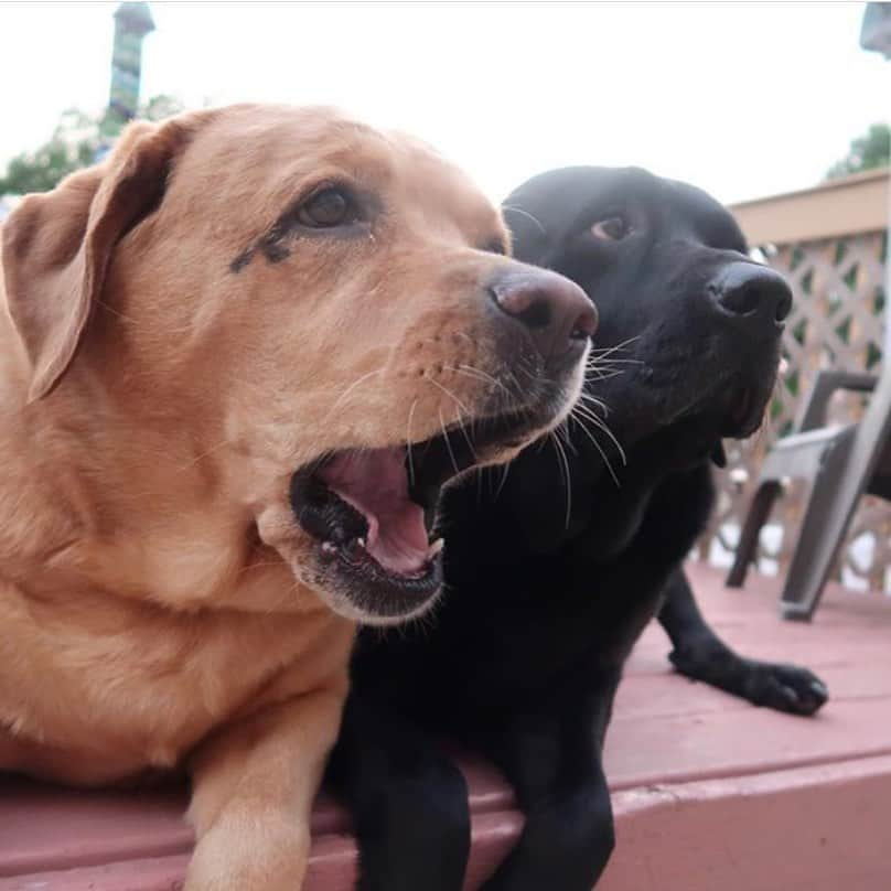 Jake And Gingerさんのインスタグラム写真 - (Jake And GingerInstagram)「Happy Father’s Day to all the Dads out there! Happy Father’s Day Jake!! #labradorsarebest #labradorretrieverpuppies #labadorretriever #labeadorable #talesofalab #dogday #dogsofinstagram #dogstagram #dogs #doglife #doglovers #fathersday」6月21日 21時54分 - jake_n_ginger