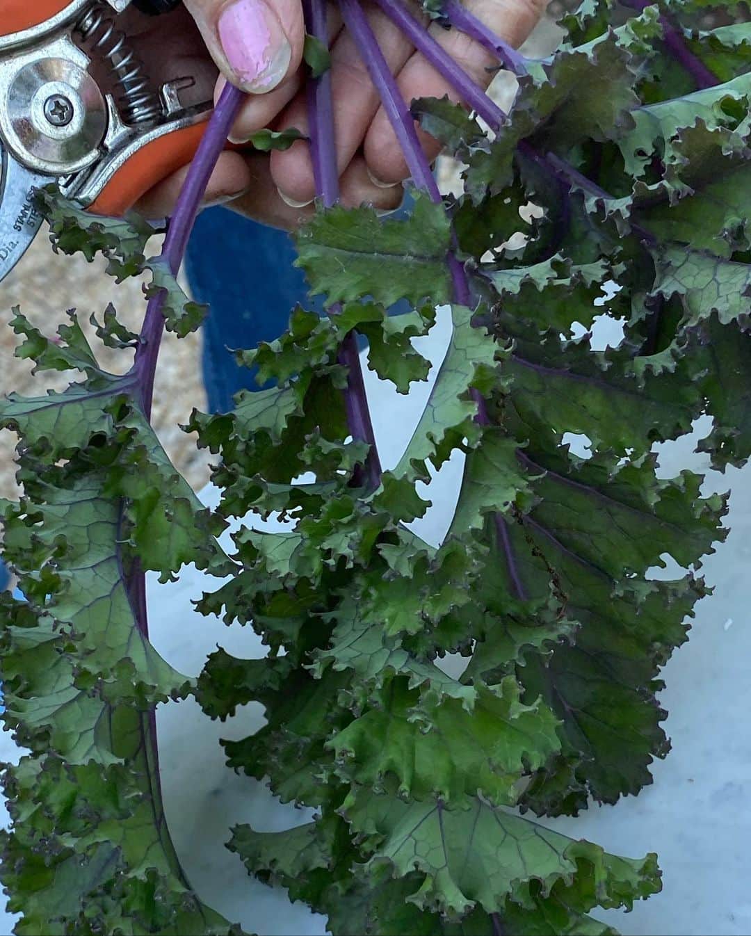 クリスティ・ブリンクリーさんのインスタグラム写真 - (クリスティ・ブリンクリーInstagram)「Lettuce Rejoice! Victory Garden ! Dinner time! 🥬🥦 #organicgarden #goorganic」6月21日 22時24分 - christiebrinkley