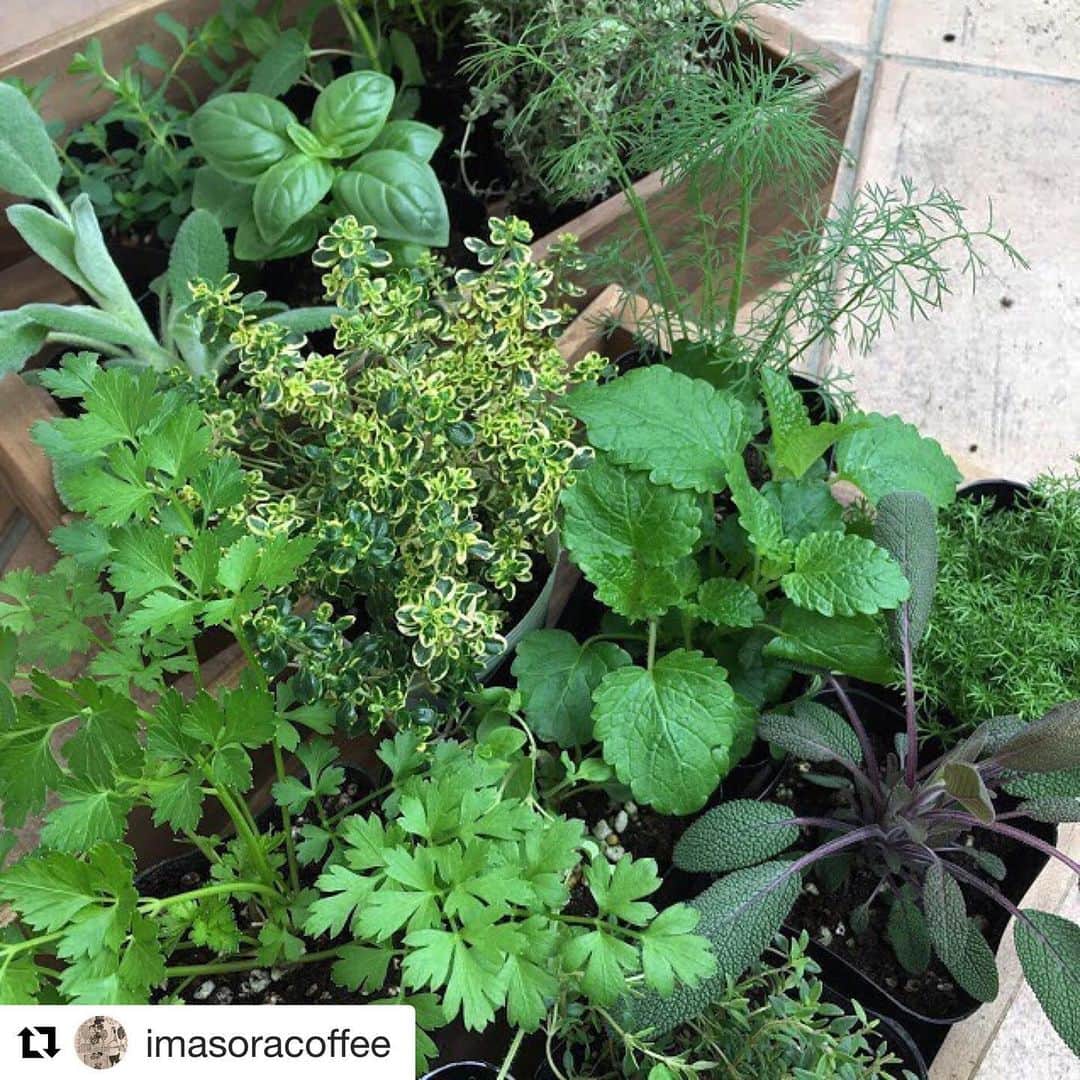 HERVA AKICOのグルメインスタ