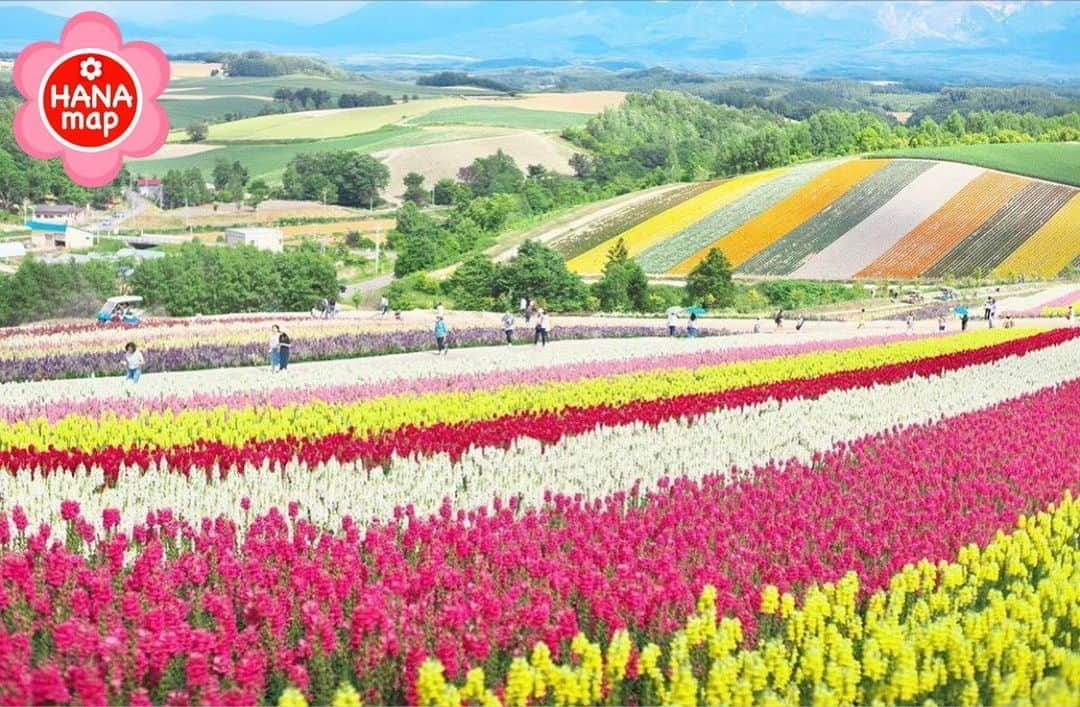 はなまっぷ❁日本の花風景さんのインスタグラム写真 - (はなまっぷ❁日本の花風景Instagram)「はなまっぷ🌸心に残る花風景 * @kiccyomu  さんの  心に残る花風景に花まるを💮 * 人々の心にも花が咲く日本の美しい花風景をありがとうございます😊🌸 * 北海道　#四季彩の丘 Shikisai no oka, Hokkaido Pref. * 🌼金魚草の花言葉📝🌼 おしゃべり * ※〜6/30まで、春夏秋冬季節を問わず、みなさんの心に残る素敵な花風景をご紹介させていただいています。見頃や開園状況は各施設のHP等をご確認ください。 * 🌸•••🌸•••🌸•••🌸•••🌸•••🌸 * みなさんがこれまでに撮影された花風景の中から、 ✨1番✨心に残っているお写真に、 * #はなまっぷ #心に残る花風景 * の2つのタグを記載して、 ご参加いただけると嬉しいです。 既に投稿済みのものに追記も可。 （募集期間6月30日(火)まで） * たくさんのご参加お待ちしています😊 * #日本の美しい花風景#心に残る花風景#花#花言葉#風景#金魚草#キンギョソウ」6月21日 22時42分 - hanamap