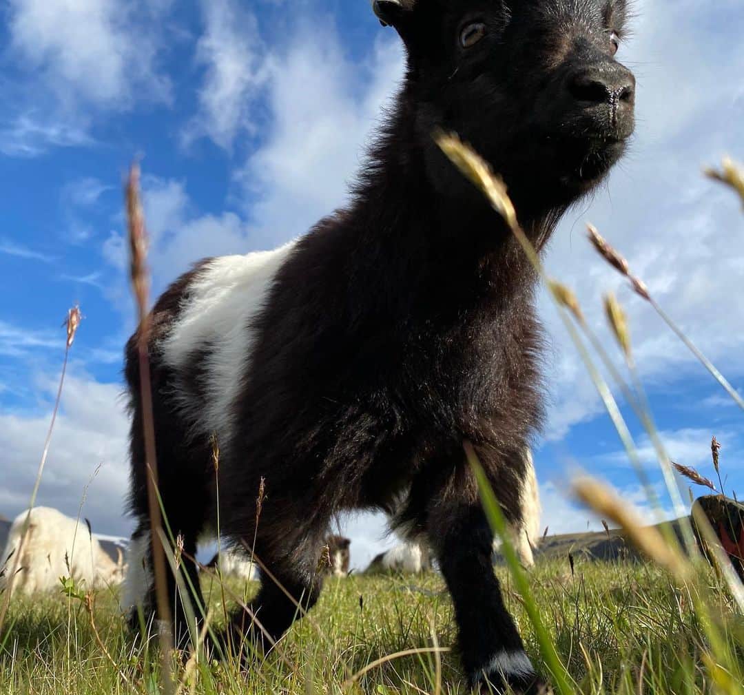 裕木奈江さんのインスタグラム写真 - (裕木奈江Instagram)「寝転がっていたら警戒心を解いた子ヤギがやってきて髪の毛を踏んで通り過ぎて行った。  羊🐑は臆病なので慣れないと寄ってこないけれど、ヤギ🐐はズカズカとやってくる。どこにでも、人にでも登ろうとする。  #beautifulworld #nature #goat #babygoats #lovery #happyness #summersolstice」6月21日 22時49分 - nae_yuuki